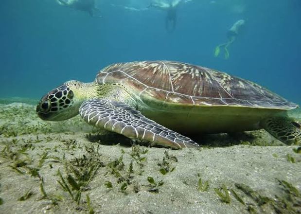 Schwimmen mit den Schildkröten in der Bucht von Abu Dabbab von der Makadi-Bucht aus'